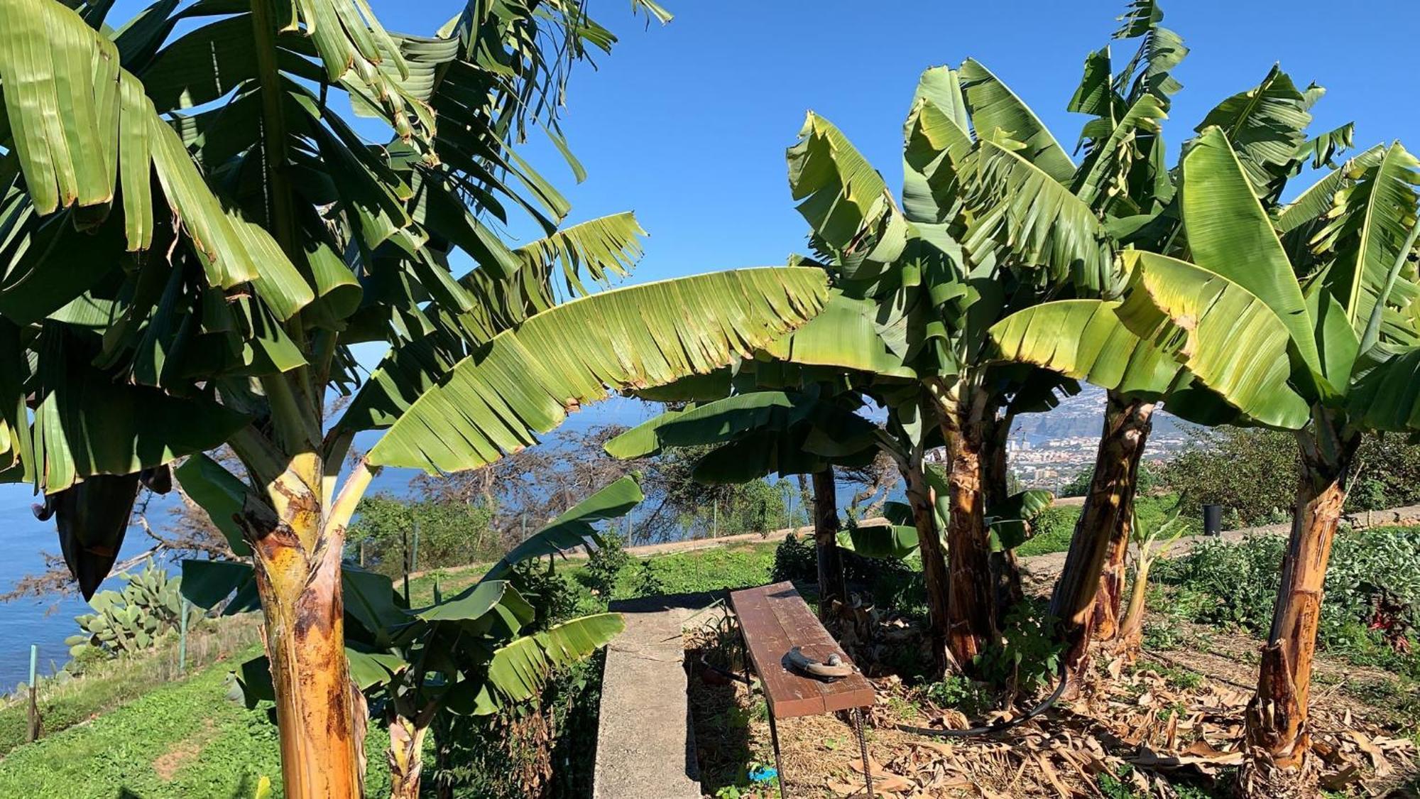 Casas En Finca Ecologica La Espiral, Naturaleza, Calma Y Vistas Al Mar, Icod el Alto 外观 照片